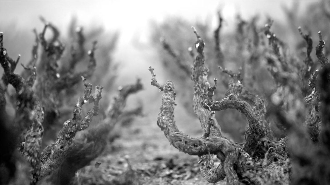 Historic Garnachas: Exploring Grenache Everyone’s Talking About