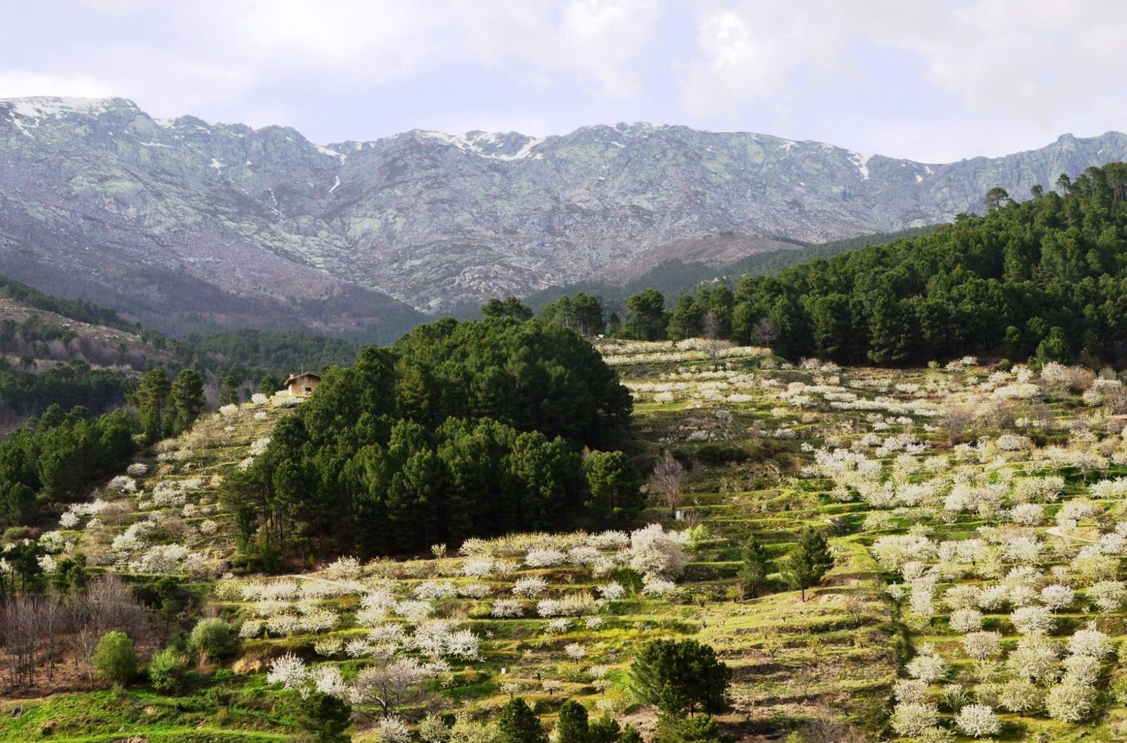 Quien viene, suele repetir