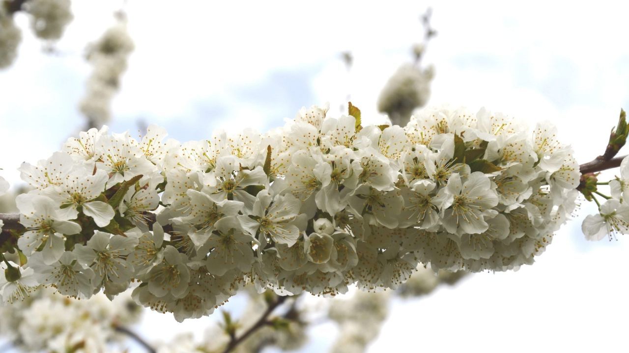 Floral Explosion: El Hornillo’s Cherry Trees in Ávila Turn the Landscape White