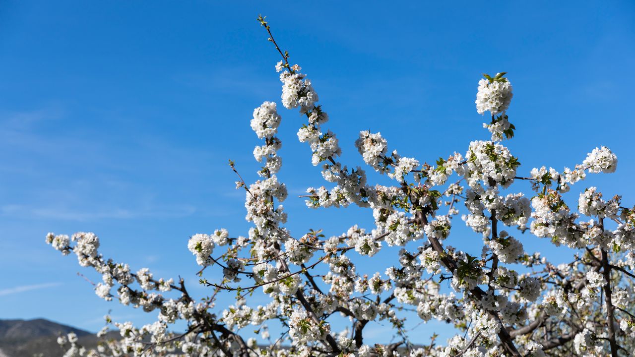 The Pop Valley: The Spectacle of Its Cherry Blossoms in Bloom