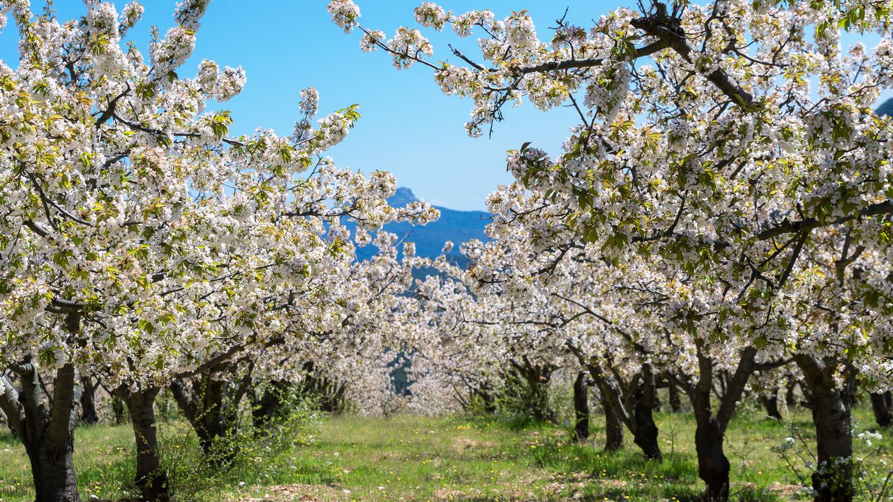 Caderechas Valley Cherry Trees Are About to Bloom
