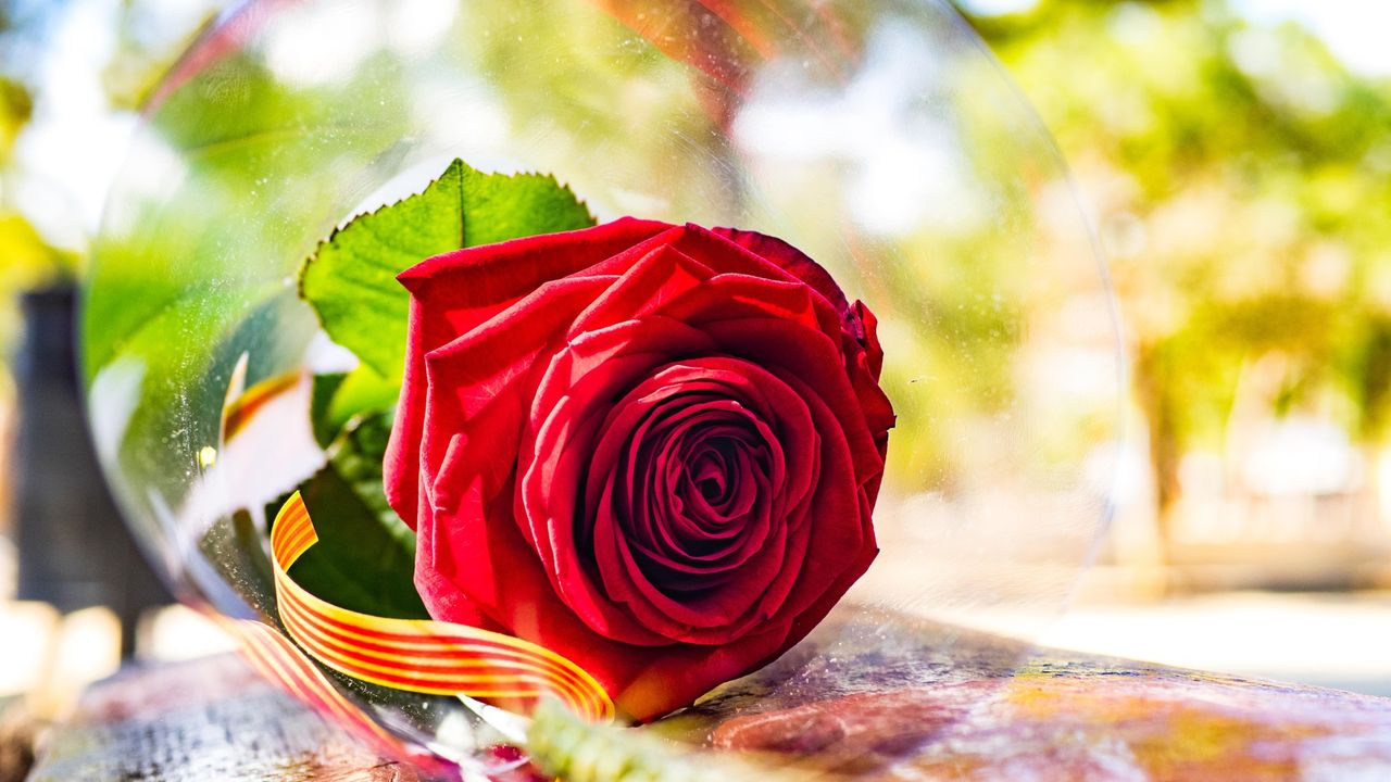 Sant Jordi 2026: Barcelona’s Guide to Book and Rose Day Activities