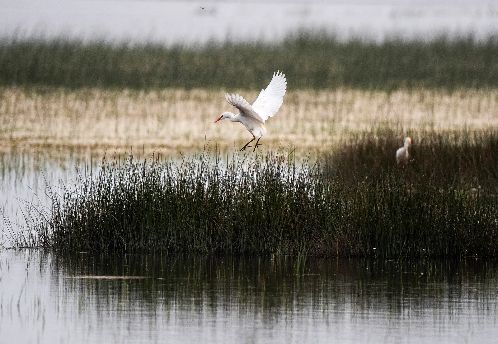 Marismas de Doñana en la provincia de Huelva