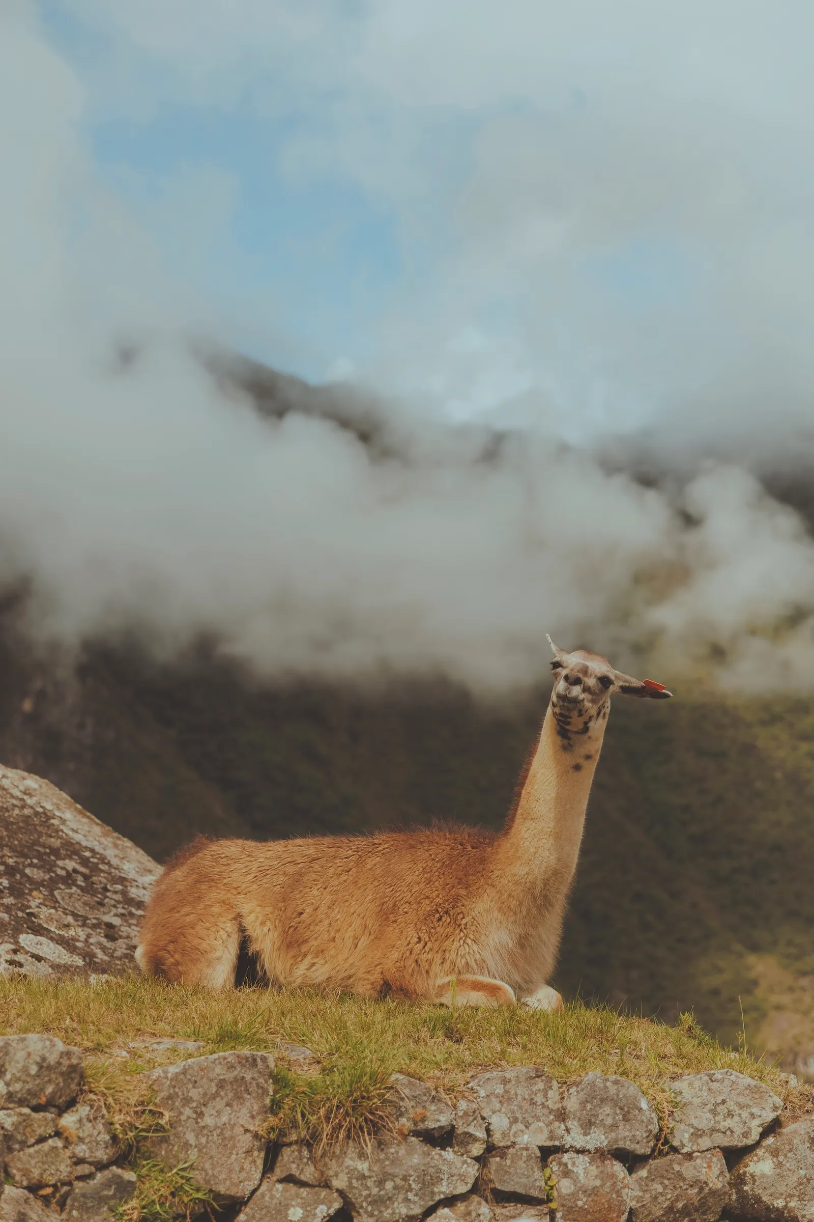 Llama posando en Machu Picchu.