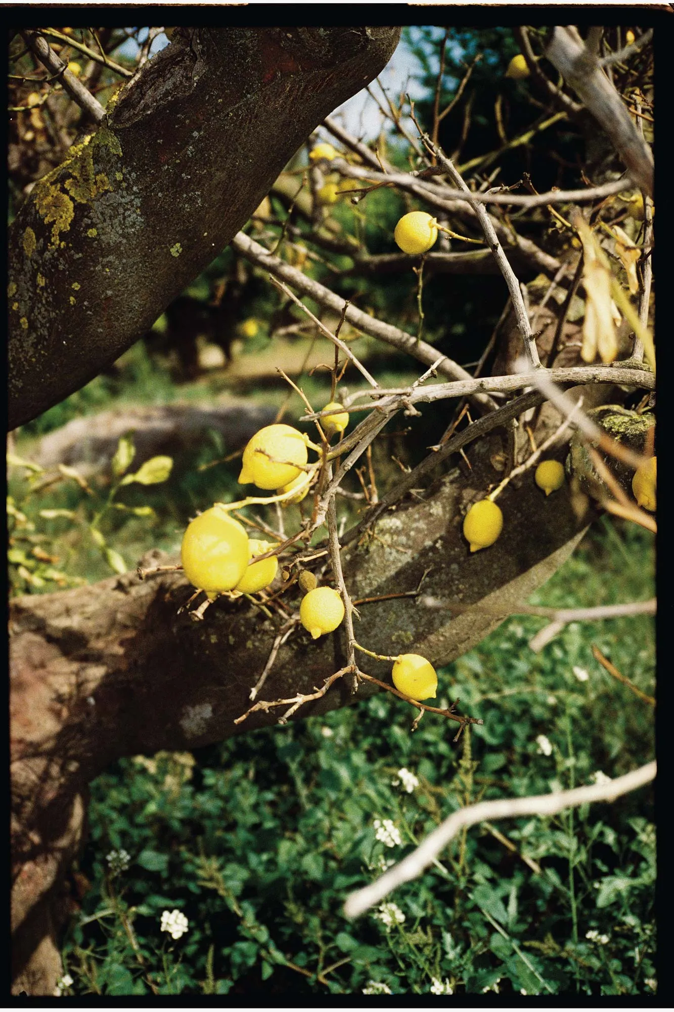 limones verna en la huerta que colinda con la ciudad